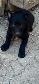 Pastore belga Malinois total Black e carbonati
