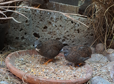 Quaglie cinesi NANI
