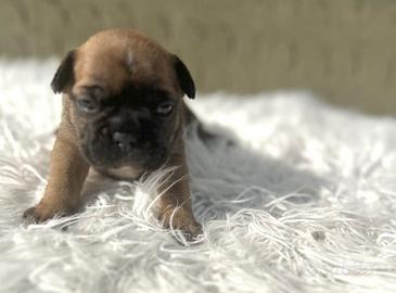 Bulldog francesi maschi esotici