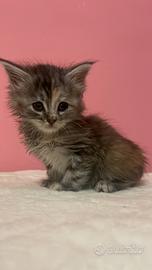 Splendida Maine coon