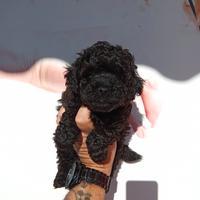 Barboncino toy nero