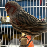 Uccelli