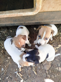 Cuccioli Jack Russell