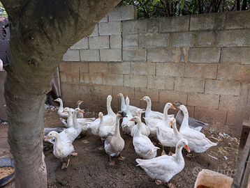 Oche romagnole e anatre mute