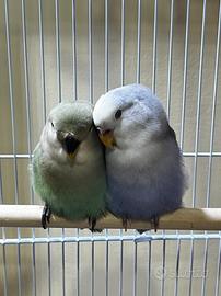 Coppia Inseparabili giovani + Gabbia Completa