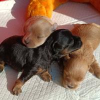 Cuccioli maltipoo