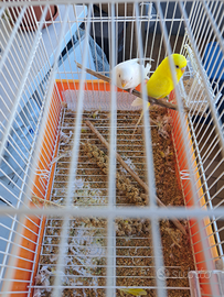 Coppia cocorite con gabbia