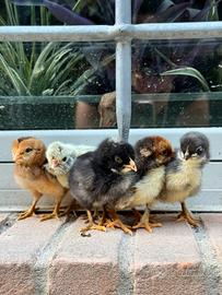 Olivegger, marans, araucana, padovana e wyandotte