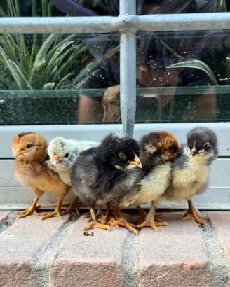 Olivegger, marans, araucana, padovana e wyandotte