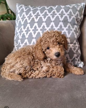 Cuccioli di barboncino