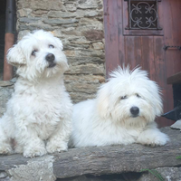 Cuccioli Coton de Tulear