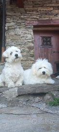Cuccioli Coton de Tulear