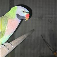 Parrocchetto dei mustacchi