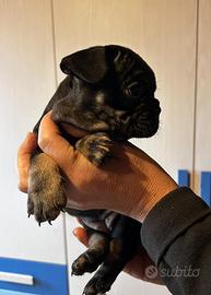 Bulldog francesi, cuccioli disponibili