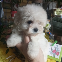 Maltipoo Toy cuccioli tenerissimi