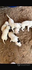 Magnifico cuccioletti di dalmata