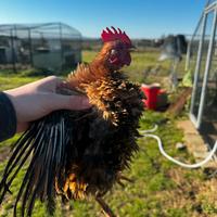 Serama , galline ornamentali