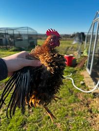 Serama , galline ornamentali