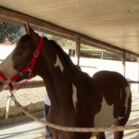 Cavallo paint