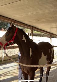 Cavallo paint