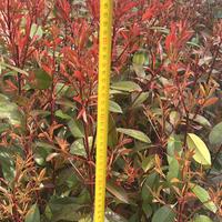 Piante photinia rossa per siepe