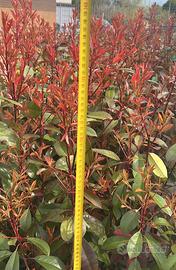 Piante photinia rossa per siepe