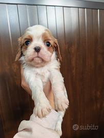 Cavalier king