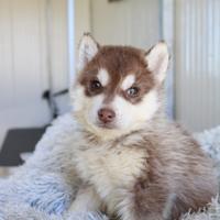 Siberian Husky con pedigree enci