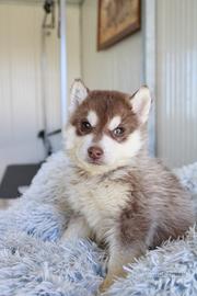 Siberian Husky con pedigree enci