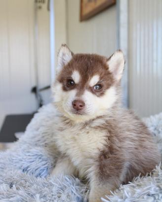 Siberian Husky con pedigree enci