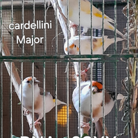 Cardellini major