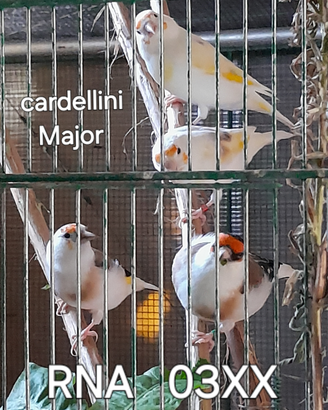 Cardellini major