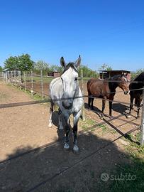 Cavallo