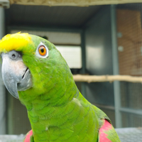 Amazzone fronte gialla