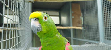 Amazzone fronte gialla