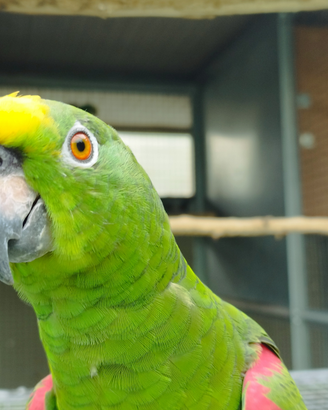 Amazzone fronte gialla