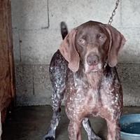 Kurzhaar femmina 6 anni