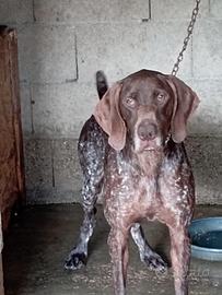 Kurzhaar femmina 6 anni