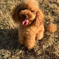 Barboncino fulvo per accoppiamento