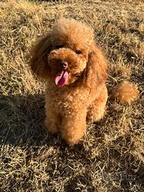 Barboncino fulvo per accoppiamento