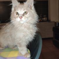 Cuccioli di Maine Coon