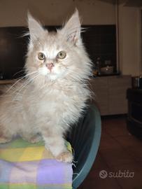 Cuccioli di Maine Coon