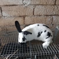 Conigli papillon