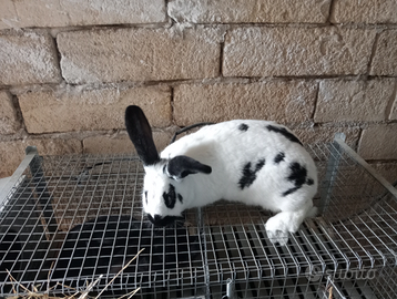 Conigli papillon
