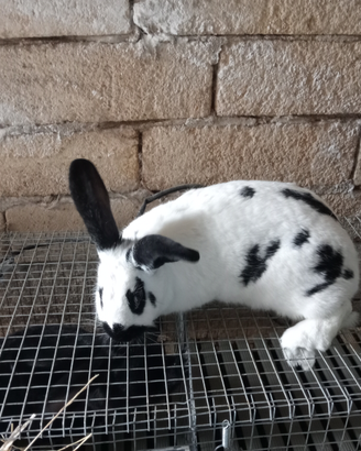 Conigli papillon