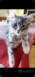 Cuccioli di gatto siberiano