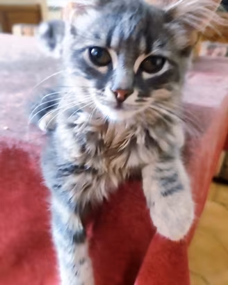 Cuccioli di gatto siberiano