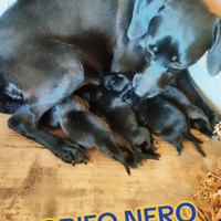 Cani da tartufo grifo nero valnerino