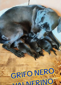 Cani da tartufo grifo nero valnerino