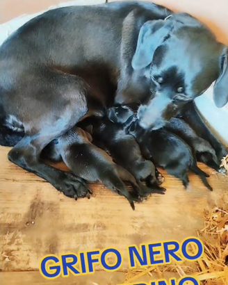 Cani da tartufo grifo nero valnerino